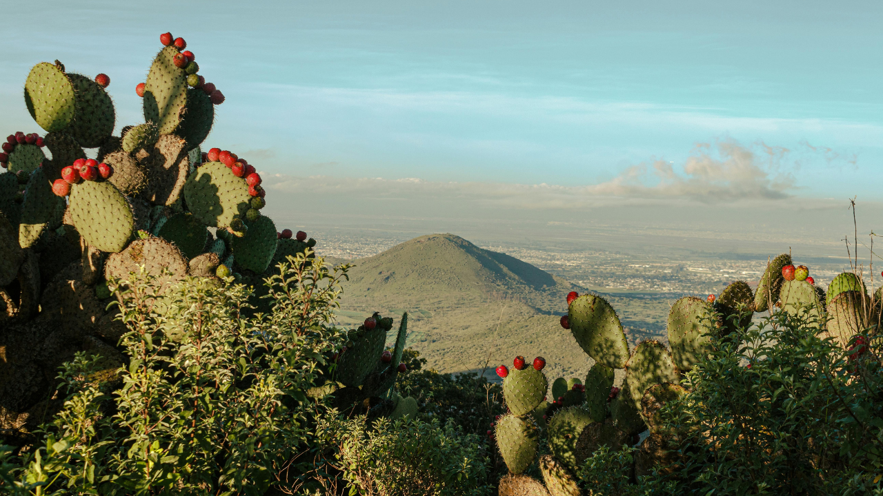 Descubre el nopal, el superalimento que puede ayudarte a regular el azúcar en la sangre