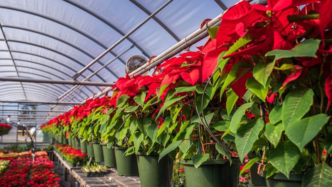 Cuidados esenciales para mantener radiante tu Flor de Nochebuena