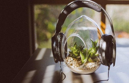 Las plantas sí escuchan: lo que la música clásica les hace a tus suculentas