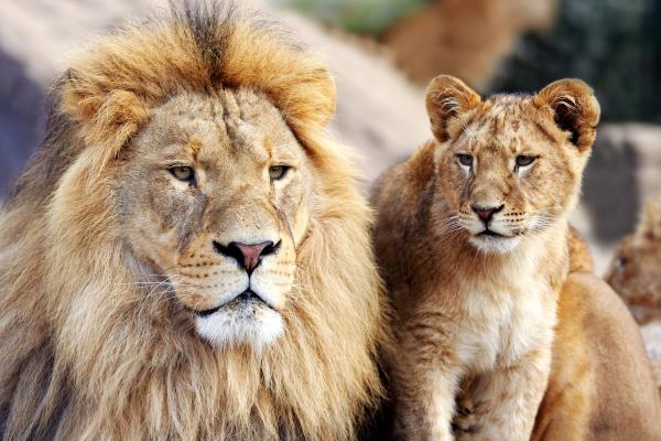 El rugido de la realeza salvaje: ¿Qué hace tan fascinantes a los leones?