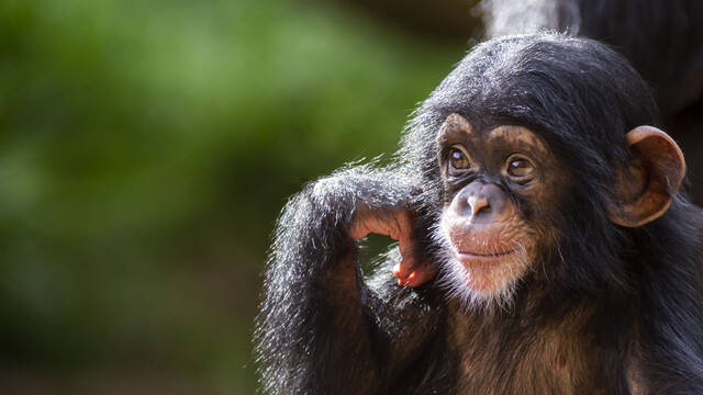 Chimpancés con accesorios de pasto: la moda natural que está volviendo locos a los científicos