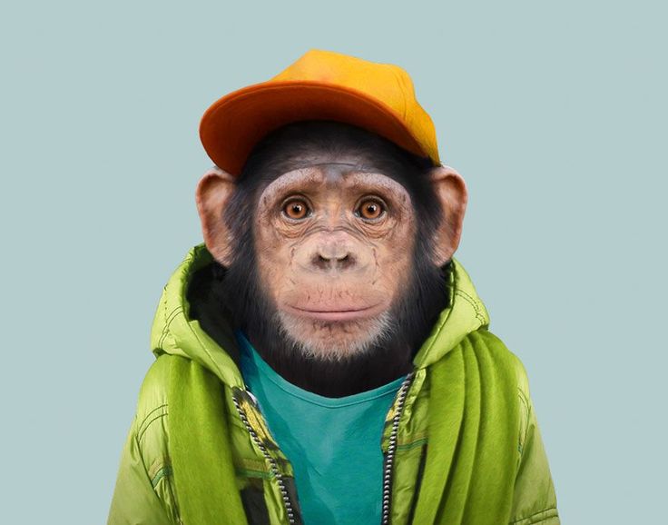 Chimpancés fashionistas: la tendencia más salvaje del año