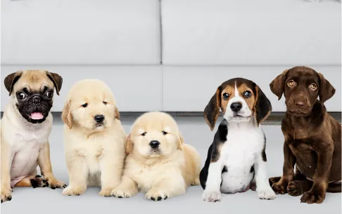 Nombres para perros inspirados en moda, comida y cultura pop
