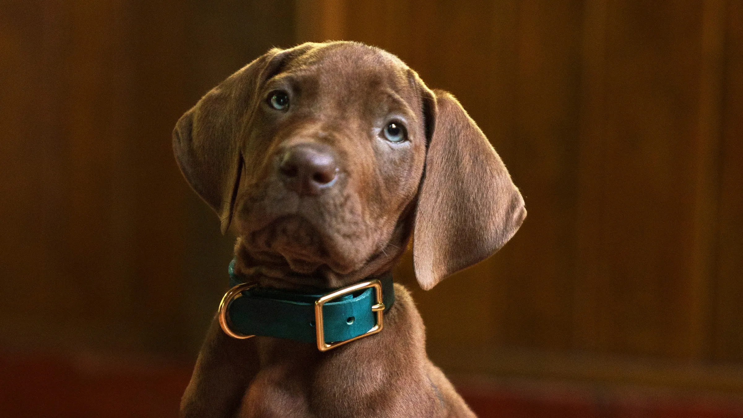 Nueva serie de Scooby-Doo: fecha de estreno y detalles confirmados