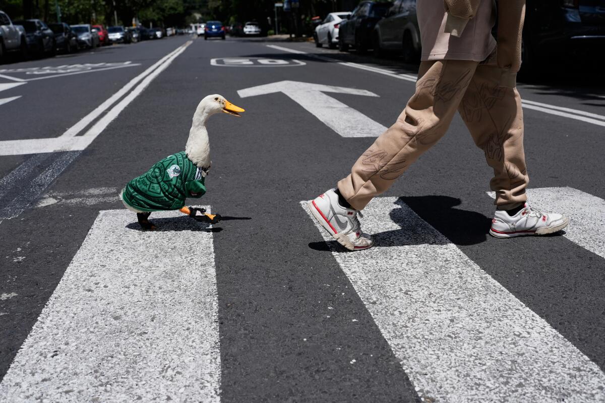 Poncho de Nigris quiere al Pato Merlín en Ring Royale y ya presentó una atractiva oferta.