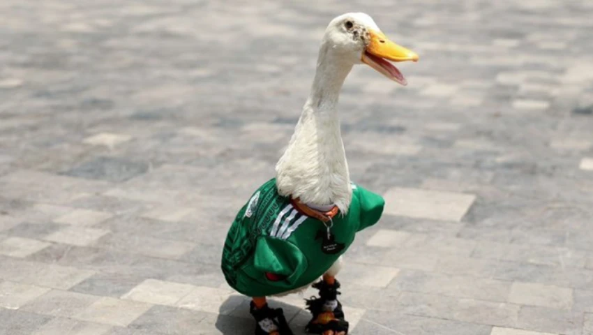 El pato Merlín y sus propietarios acudieron a la conferencia matutina por invitación de Sheinbaum.