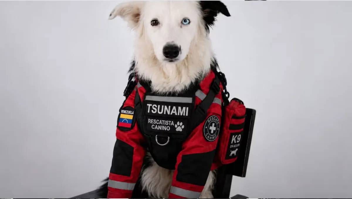 🐕🐾 Ellos son los héroes de ‘cuatro patitas’ que hoy salvan vidas en Venezuela.