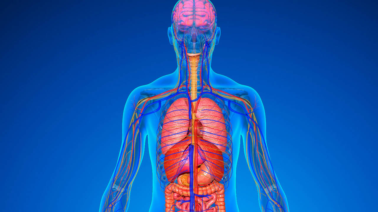 Datos de tu Cuerpo que parecen falsos pero no lo son.