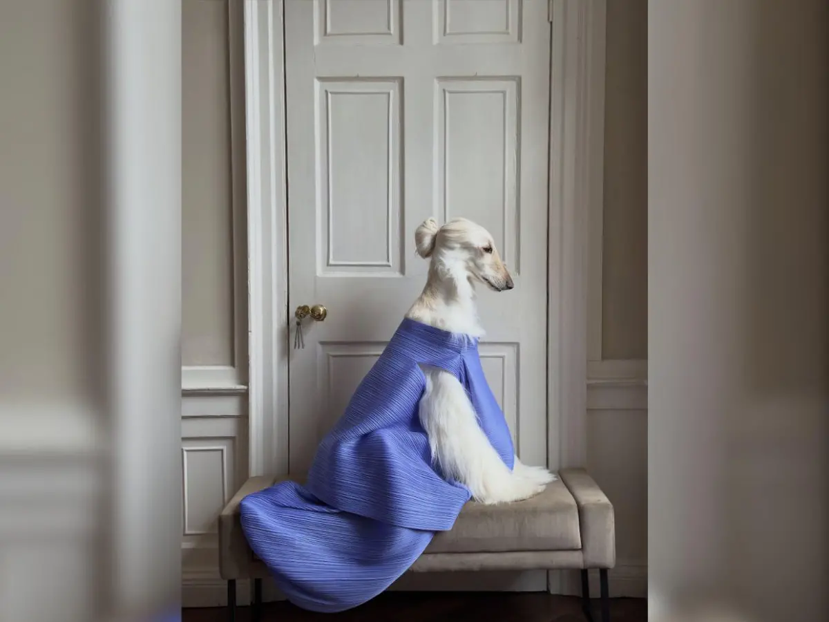 La historia de Samantha, la perrita que se volvió un ícono de moda en redes sociales