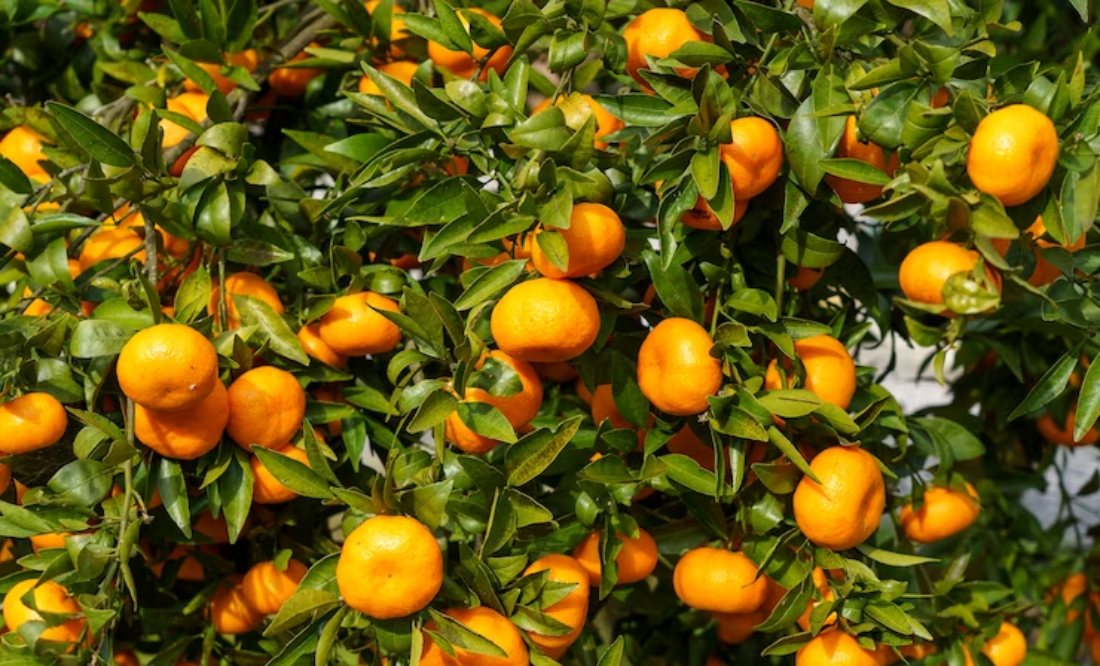 Mandarina: el sabor cítrico que se convierte en el protagonista de la temporada de otoño